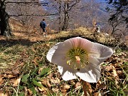 61 Helleborus niger (Elleboro) ancora in buona fioritura